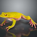 Vibrant Yellow Frog With White Spots And Pink Legs On Dark Background With Reflection
