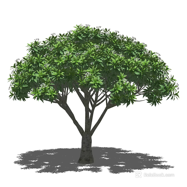 Lush Green Arbor With Thick Trunk Dense Foliage Small White Flowers And Shadow 3d model 