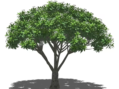 Lush Green Arbor With Thick Trunk Dense Foliage Small White Flowers And Shadow 3d model