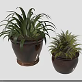 Two Decorative Indoor Potted Plants with Large and Small Leaves in Brown Clay Pots