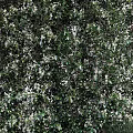 Tall Green Vines With White Flowers Arranged In A Row For Decoration