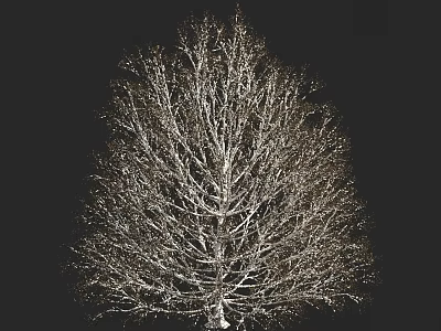 autumn winter plants shrub pine tree christmas tree snow cover 3d model