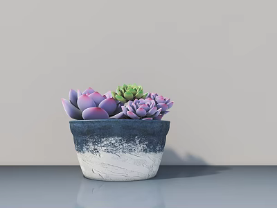 Bonsai Succulent Plant With Purple Green Leaves In Blue White Gradient Pot On Smooth Surface 3d model