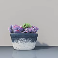 Bonsai Succulent Plant With Purple Green Leaves In Blue White Gradient Pot On Smooth Surface