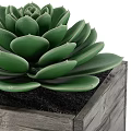 Colorful Succulent Plants in Wooden Square Pots for Indoor Decoration