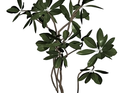 Lush Green Bonsai Plant with Twisted Branches and Vibrant Foliage for Indoor Decor 3d model