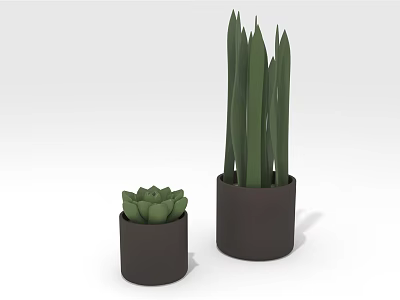 Small Succulent And Tall Green Plant In Dark Pots On White Background 3d model