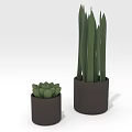 Small Succulent And Tall Green Plant In Dark Pots On White Background