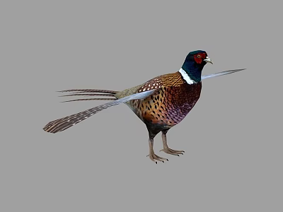 Colorful Pheasant Bird With Long Tail Feathers Spread Wings In Natural Habitat 3d model