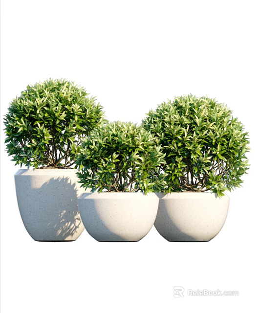 Three Green Spherical Bonsai Plants In White Ceramic Pots With Dense Foliage 3d model 