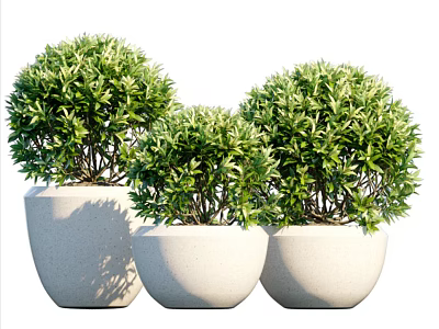 Three Green Spherical Bonsai Plants In White Ceramic Pots With Dense Foliage 3d model