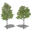 Modern Tree Landscape Tree Combination 3d model