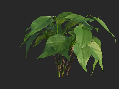 Lush Green Indoor Plant With Fresh Foliage And Vibrant Leaves Details 3d model