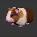 Cute Brown And White Guinea Pig On Gray Surface With Reflection