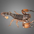 Dark Brown Scorpion With Orange Pincers And Curved Tail On Gray Background