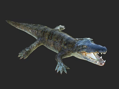 Aquatic Animal Crocodile with Open Mouth Sharp Teeth and Detailed Scaly Body 3d model