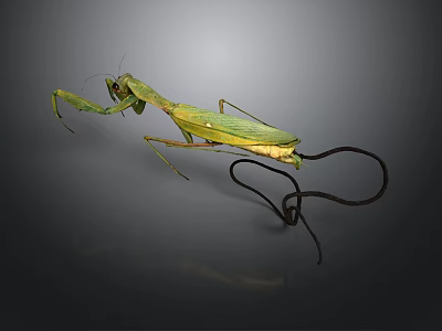 Green Praying Mantis With Long Legs And Curved Tail On Dark Background 3d model