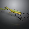 Green Praying Mantis With Long Legs And Curved Tail On Dark Background
