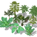 Tropical Garden Trees With Palm Banana Plants And Large Green Leaves