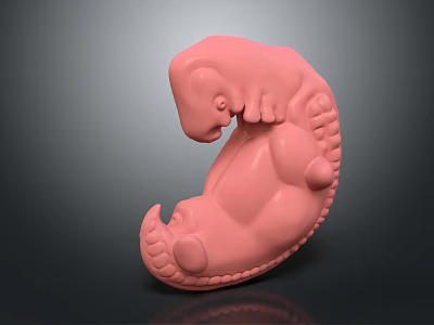 Pink Curled 3D Model With Smooth Surface And Detailed Texture 3d model