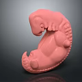 Pink Curled 3D Model With Smooth Surface And Detailed Texture 3d model