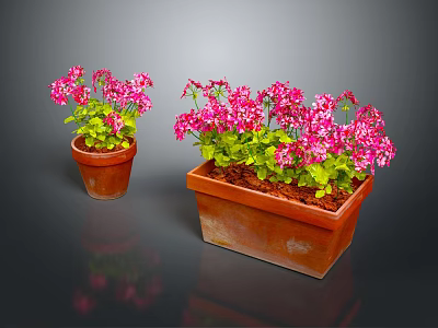 Vibrant Pink Geranium Plants With Green Leaves In Small And Large Rectangular Terracotta Pots 3d model