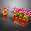 Vibrant Pink Geranium Plants With Green Leaves In Small And Large Rectangular Terracotta Pots 3d model