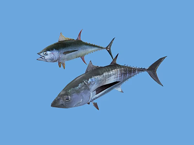 Two Tuna Fish Swimming Gracefully in Blue Water Natural Habitat 3d model Two Tuna Fish Swimming Gracefully in Blue Water Natural Habitat 3d model