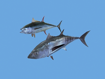 Modern Fish Sea Fish Tuna 3d model