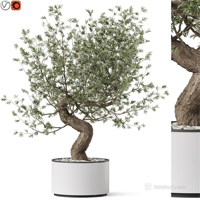 Decorative Olive Tree Ornament With Bent Trunk Green Leaves In White Planter 3d model 