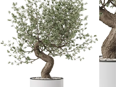 Decorative Olive Tree Ornament With Bent Trunk Green Leaves In White Planter 3d model