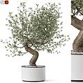 Decorative Olive Tree Ornament With Bent Trunk Green Leaves In White Planter