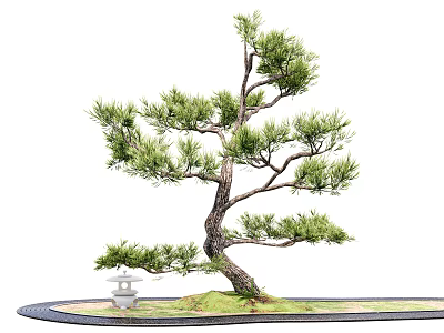 Bonsai Pine Tree with Small Stone Lantern on Mossy Ground and Stone Path 3d model