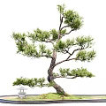 Pine Lohan pine welcome pine landscape tree modeling tree ornamental tree landscape sketch stone end view 3d model
