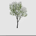 Lush Flowering Tree with Abundant White Blossoms and Vibrant Green Leaves