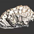 Textured Natural Shell Specimen With Honeycomb Pattern And Brown Irregular Surface