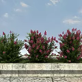 Flowering Shrubs With Pink Flowers In Stone Planter Under Blue Sky White Clouds