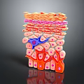 Detailed Human Skin 3D Anatomical Structure Showing Layered Tissues And Cellular Components 3d model