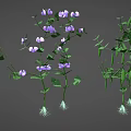 Stages Of Plant Growth Showing Seed Seedling Green Stems Leaves And Purple Flowers