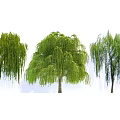 Lush Green Willow Trees With Long Hanging Branches In Natural Garden