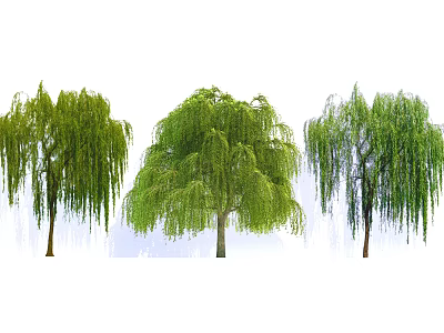 Lush Green Willow Trees With Long Hanging Branches In Natural Garden 3d model