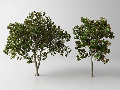 Two Lush Arbor Trees With Green Foliage And Brown Trunks On White Background 3d model