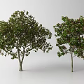 Two Lush Arbor Trees With Green Foliage And Brown Trunks On White Background