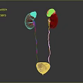 3D Rendering of Human Urinary Organs Kidneys Ureters and Bladder Anatomy Structure