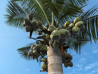 Coconut Tree With Fresh Coconuts And Green Leaves Against Blue Sky 3d model