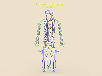 Human Venous System Schematic Illustrating Detailed Vascular Network And Body Vessel Structure 3d model
