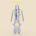 Human Venous System Schematic Illustrating Detailed Vascular Network And Body Vessel Structure