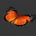Vibrant Orange Butterfly With Black Blue Edged Wings And Colorful Spots