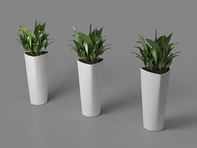 Three Modern Bonsai Potted Plants In White Geometric Planters With Green Foliage 3d model