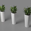 Three Modern Bonsai Potted Plants In White Geometric Planters With Green Foliage